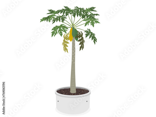 fruiting papaya tree on a white background. vector