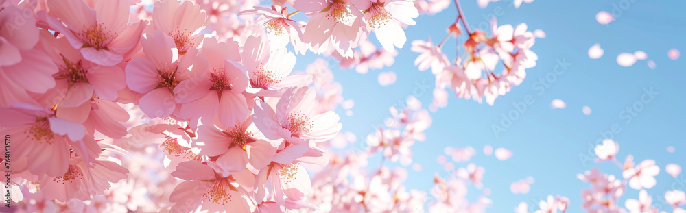 Fototapeta premium Beautiful cherry blossom sakura in spring time, soft focus