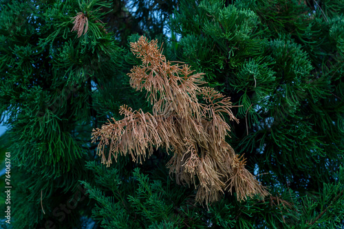 Dry leaves of Juniperus chinensis or Chinese juniper in the garden on green fresh leaves background. photo