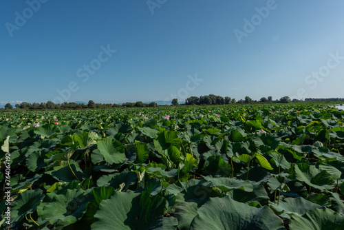 Curtatone, Mantova, lombardia, Italy, Mincio, barcaroli, 
 photo