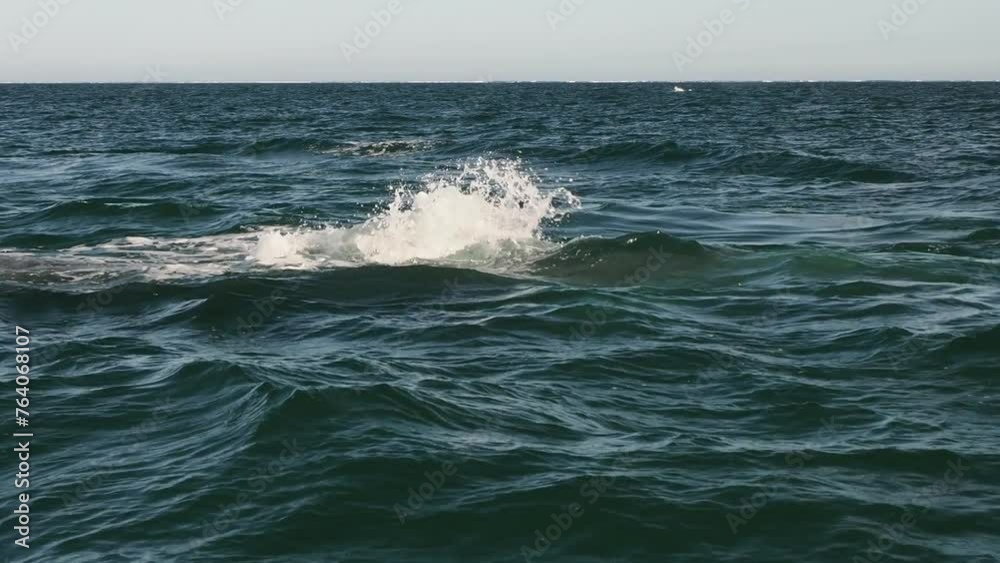 grey whale in magdalena bay puerto chale marguerite island baja california sur mexico