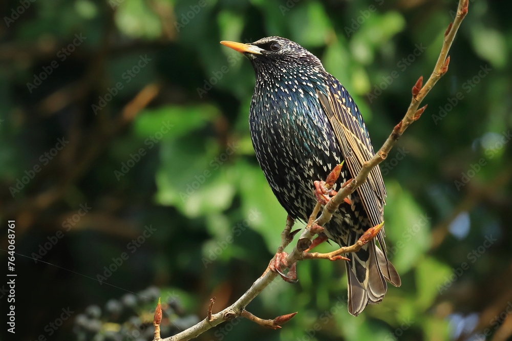 Common starling on branch tree in spring Common starling on branch tree in spring