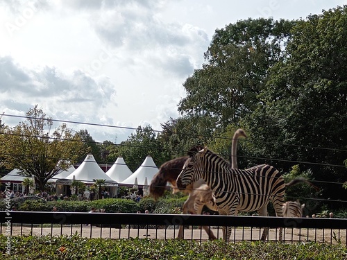 zebra crossing the road