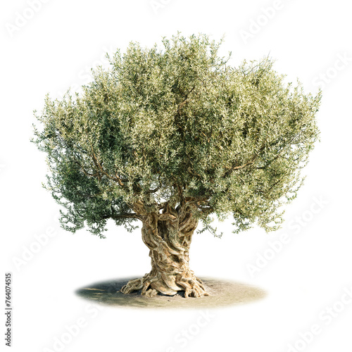 Old olive tree isolated on transparency background.  Ancient Olive Tree