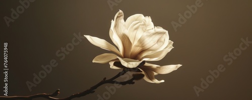 Sepia toned magnolia flower on a dark background