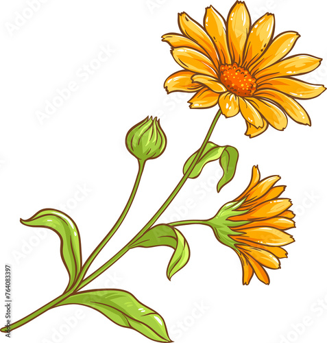 Calendula Plant with Flowers  and Leaves Colored Detailed Illustration