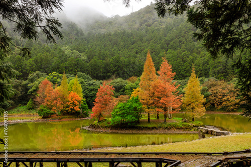 Colorful autumn vibe of bald cypress surrounded by massive green forest and a quiet log pond in the National Mingchi Forest Recreation Area, NE Taiwan. photo