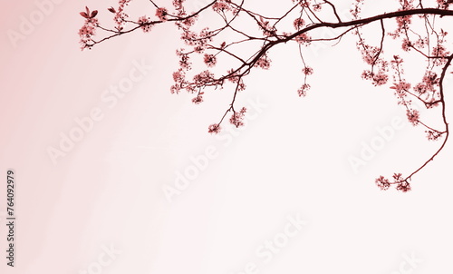 Sfondo fiori di ciliegio giapponesi in rosa photo