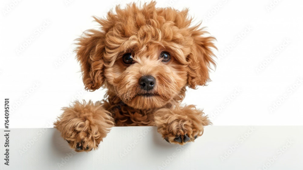 Cute poodle puppy with big brown eyes and fluffy apricot fur, peeking over a white surface with a curious and playful expression Cute poodle puppy with big brown eyes and fluffy apricot fur, peeking over a white surface with a curious and playful expression