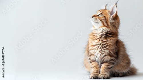 A stunning portrait of a fluffy, long-haired feline with captivating eyes and a vivid striped pattern, gazing thoughtfully into the distance on a neutral background