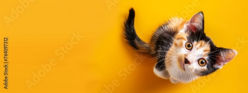 Cute shorthair tricolor kitten sits on a bright yellow background. Banner about pets. Creativ consept for animal shop. Top view, copy space photo
