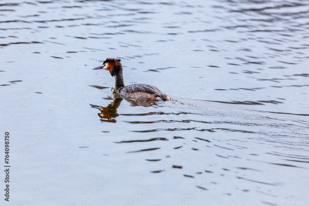 Great crested grebe in its natural habitat swimming in lake Great crested grebe in its natural habitat swimming in lake