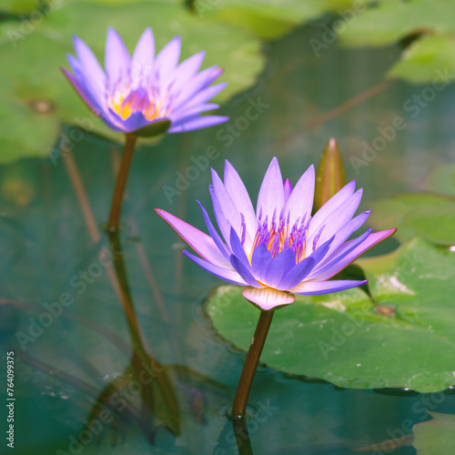 Summer lake with bright violet water-lily flowers on blue water