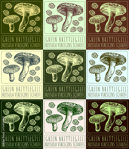 Set of vector drawing GREEN BRITTLEGILL in various colors. Hand drawn illustration. The Latin name is RUSSULA VIRESCENS SCHAEFF.
