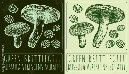Vector drawing GREEN BRITTLEGILL. Hand drawn illustration. The Latin name is RUSSULA VIRESCENS SCHAEFF. 