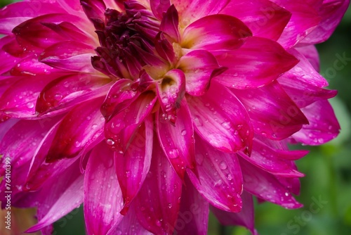 Close-Up of Delicate Pink Flower with Raindrops. A captivating close-up of a radiant chrysanthemum in full bloom, glistening with crystal-clear raindrops
