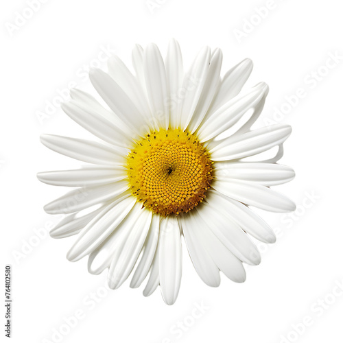 composition with daisies in spring
