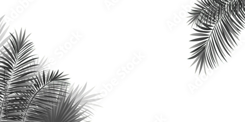 Palms and monstera leaves silhouettes vector illustration. Tropical amazon rainforest plants overlay on a transparent background. Decorative design elements for beauty and fashion posters, mockups.
