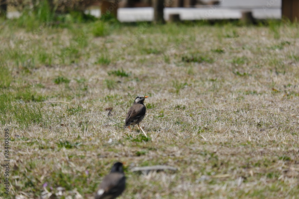 Fototapeta premium 公園の鳥 Birds in the Park