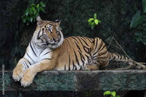 Close up bengal tiger is beautiful animal and dangerous in forest