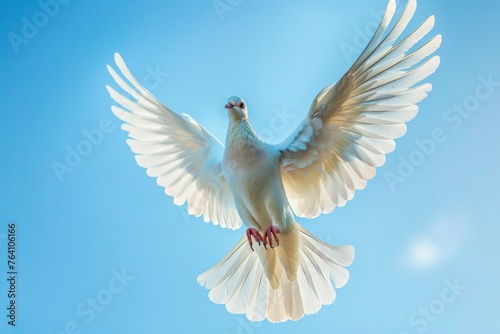white dove or white pigeon carrying olive leaf branch,White dove flying on black background and Clipping path .freedom concept and international day