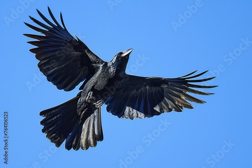 Carrion crow ,Corvus corone, black bird perched on branch and looking at camera,Birds flying ravens isolated on white background Corvus corax. Halloween 