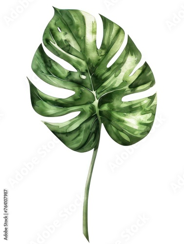 Clip art of green Monstera leaves depicted in watercolor style.

