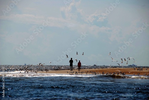People feeding Seagulls at the beach