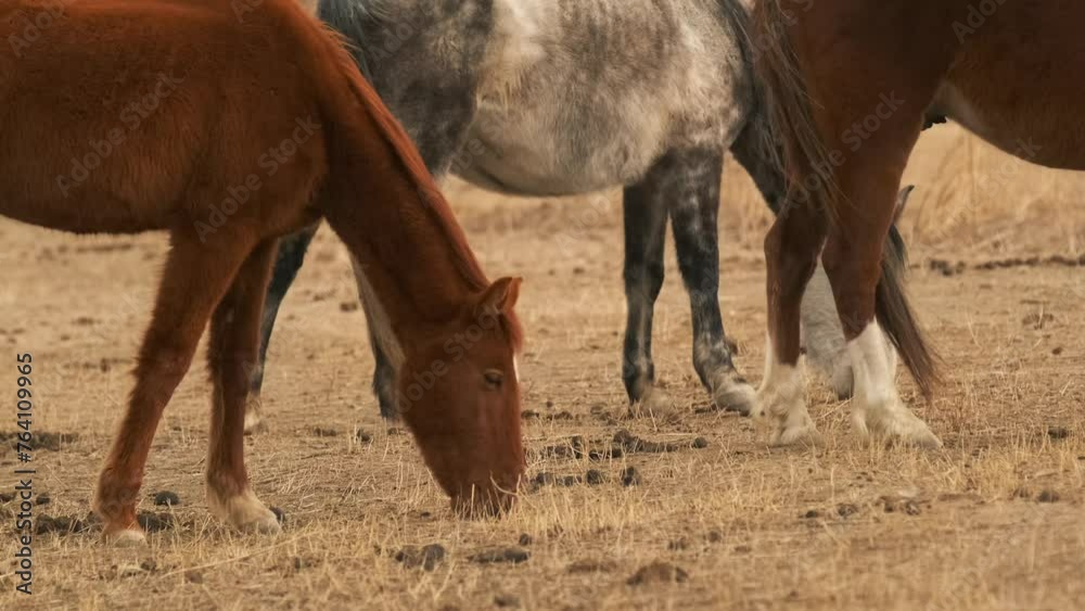 Cute red and gray foals graze chewing dry grass in the wilderness of the plains. Close-up of a herd of horses walking. Cute red and gray foals graze chewing dry grass in the wilderness of the plains. Close-up of a herd of horses walking.