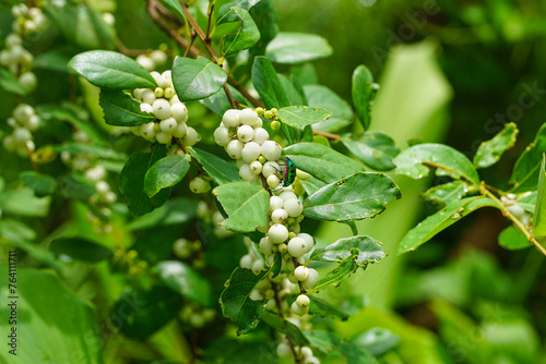 Flueggea Virosa or Bushweeds (White Currant, Grape)