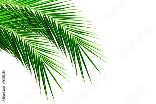 Natural palm frond on transparent background. Tropical green palm leaves. Tropics tree branch on white. Summer decoration design elements. Spring Summer clipart, Cut out, PNG