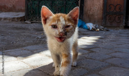 Canvas Print A Kitten on the streets of the Medina in Marrakesh