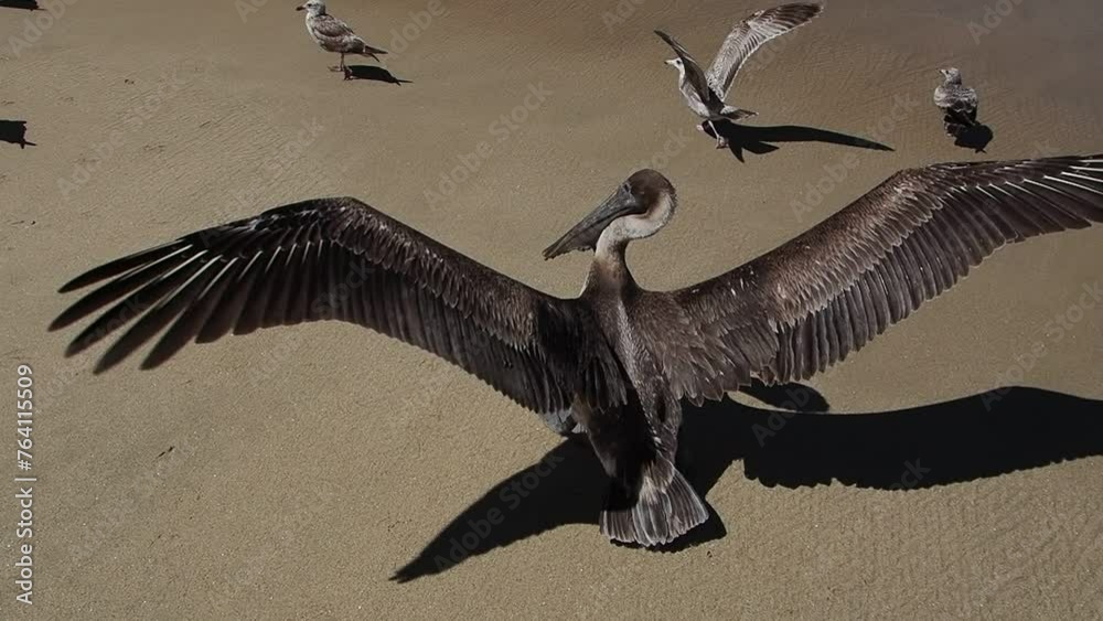 Pelicans in todos santos beach Punta Lobos big birds colony in  baja california sur mexico