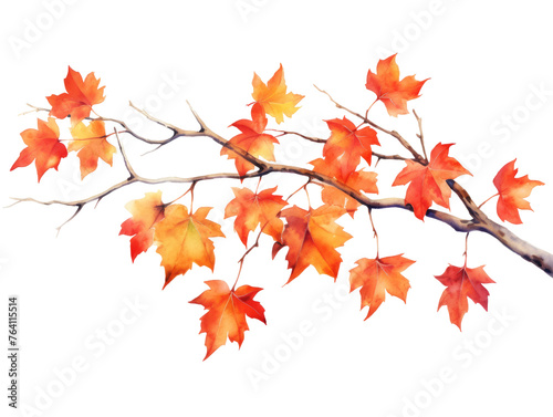 Watercolor  autumn maple branch clipart isolated on transparent background