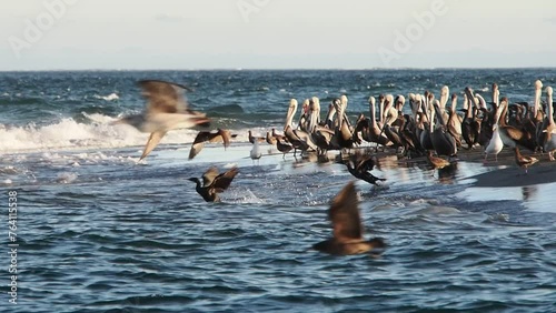 big birds colony in magdalena bay baja california sur mexico