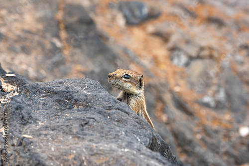 Barbary ground squirrel, atlantoxerus getulus, invasive species scavenging for food amongst rocks, Costa Calma, Fuerteventura © Anders93