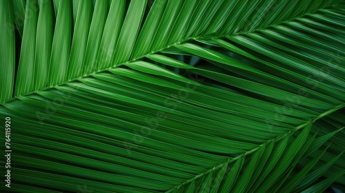 The spiked leaves of a small palm tree in the foreground with the background illuminated by the midday sun.