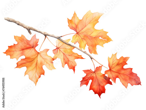 Watercolor  autumn maple branch clipart isolated on transparent background