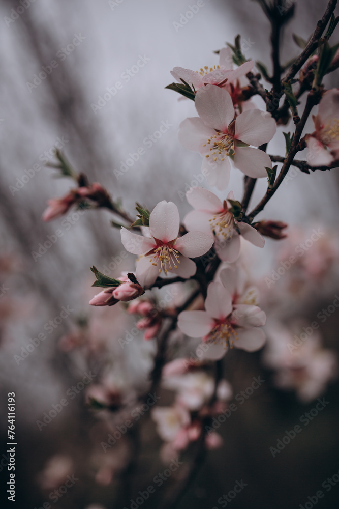 The flowering of a fruit fruit tree after rain The flowering of a fruit fruit tree after rain