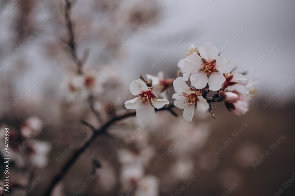 The flowering of a fruit fruit tree after rain The flowering of a fruit fruit tree after rain
