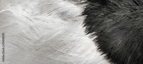 white and black feathers. background © Krzysztof Bubel