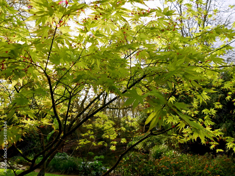 Fototapeta premium fresh green leaves of maple tree in spring. japanese maple leaf out
