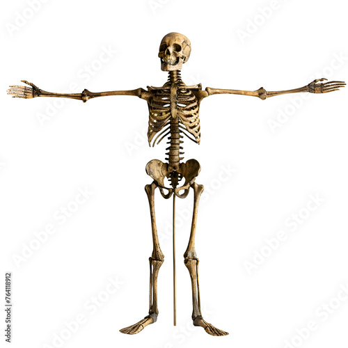 Human Organ Skeletal System Model, Isolated on Transparent Background - PNG Cutout