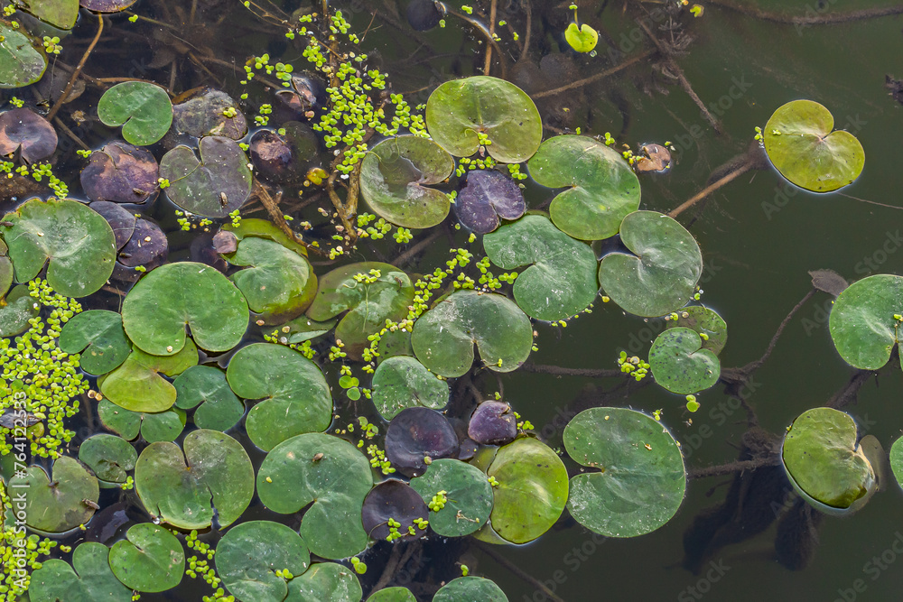 Hydrocharis morsus-ranae, frogbit, is a flowering plant belonging to the genus Hydrocharis in the family Hydrocharitaceae. It is a small floating plant resembling a small water lily Hydrocharis morsus-ranae, frogbit, is a flowering plant belonging to the genus Hydrocharis in the family Hydrocharitaceae. It is a small floating plant resembling a small water lily