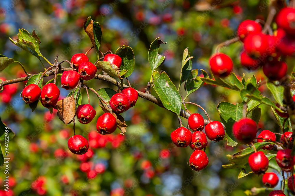 A detailed macro shot capturing the vibrant red hawthorn berries in their autumn splendor. These ripe berries are not only beautiful but also have medicinal properties