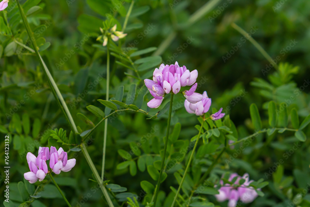 Beautiful, delicate white and pink flowers of crown vetch Securigera varia Beautiful, delicate white and pink flowers of crown vetch Securigera varia