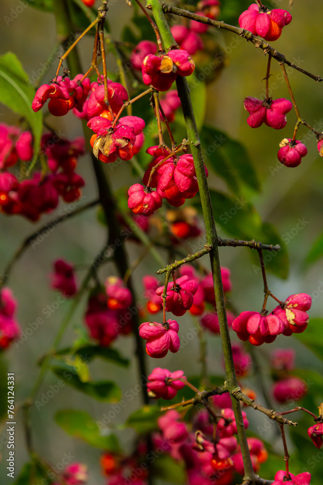 Euonymus europaeus european common spindle capsular ripening autumn fruits, red to purple or pink colors with orange seeds, autumnal colorful leaves