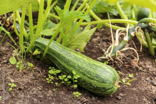 Green zucchini, vegetable plant grow outdoor on garden bed in garden close up. Organic gardening, growing vegetables