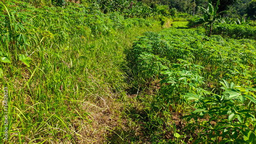Green and fresh cassava leaves plantation or the Latin name Manihot esculenta