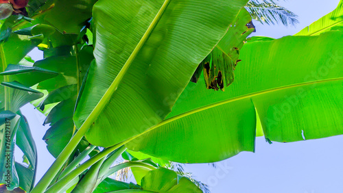 Banana tree with fresh green leaves in Indonesian nature,banana plantation photo